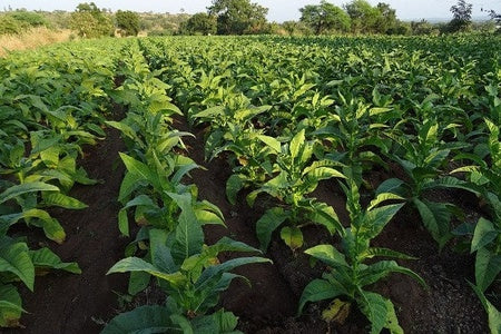 ORGANIC, NATURAL, AND CEREMONIAL TOBACCO